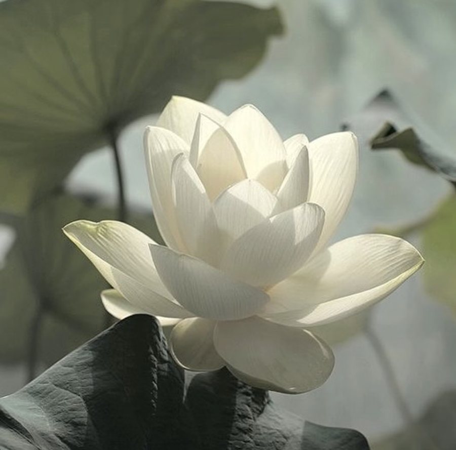 White lotus flower in soft light